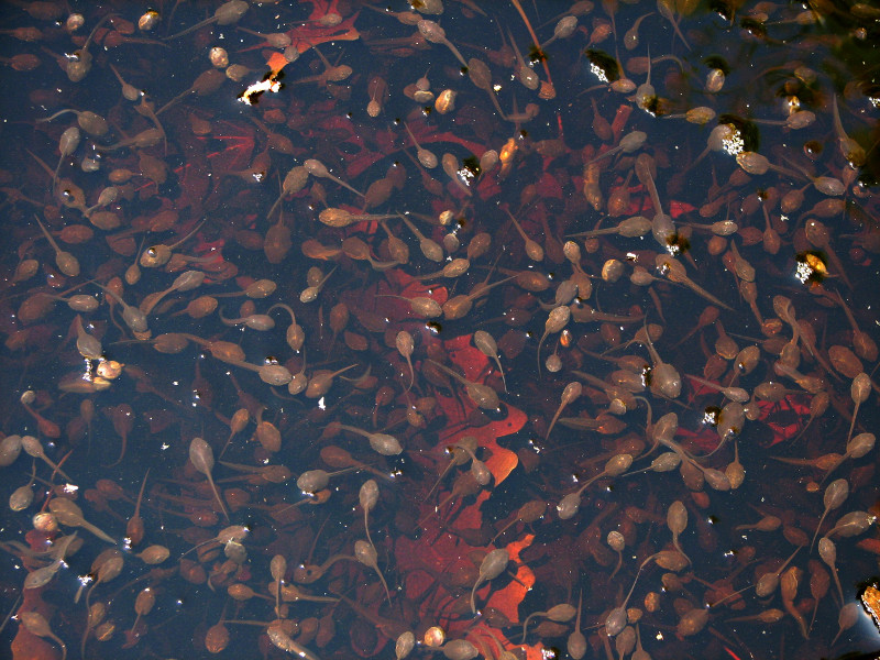 Wood frog tadpoles can be seen in large numbers swimming in the shallow waters at the edge of a vernal pool. Wood frog tadpoles can be seen in large numbers swimming in the shallow waters at the edge of a vernal pool. Credit: Betsy Leppo